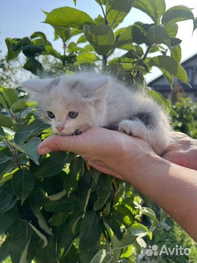 Котенок, девочка