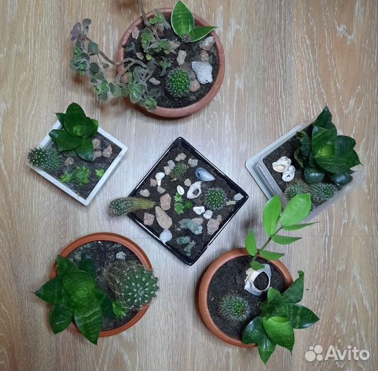 Кактусы и суккуленты