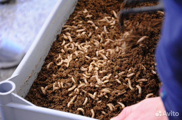 Зоогумус от черной львинки (биогумус) для сада