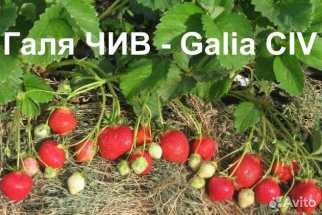 Саженцы клубники