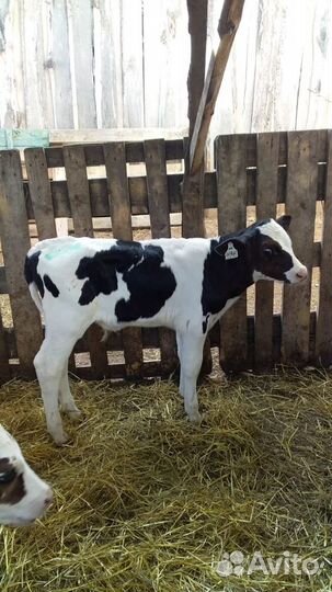 Телята бычки сементалы холмогоры