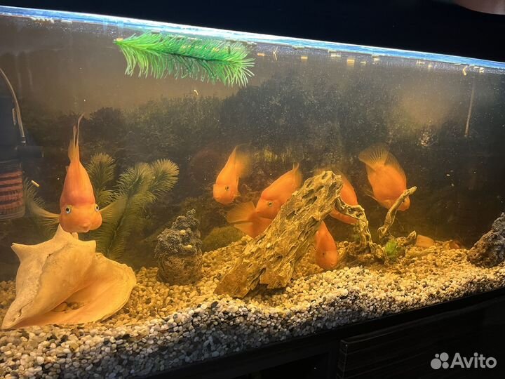 Аквариум с тумбой и рыбками