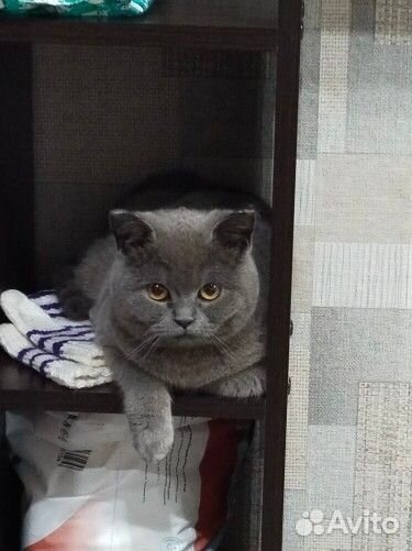 Британская кошечка