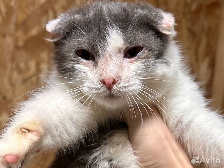 Ласковая топотушка с улицы