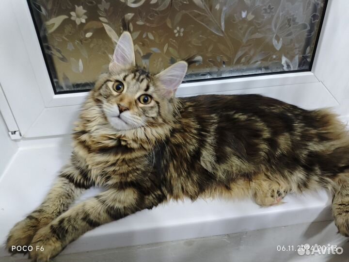 Мейн-кун девочка