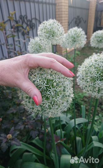 Аллиум Mount Everest (Маунт Эверест)