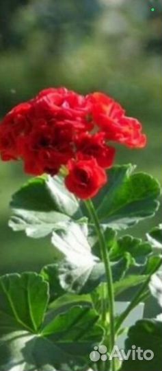 Пеларгония герань