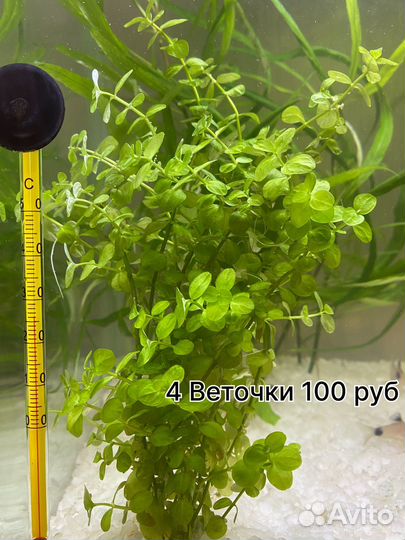 Аквариумные растения