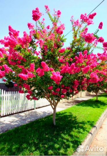 Сирень,Красная Москва,на штамбе