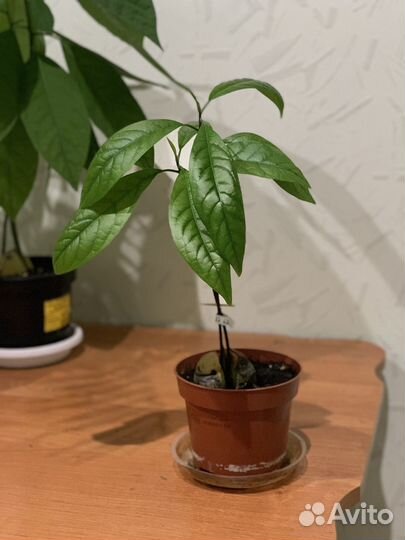 Авокадо растение