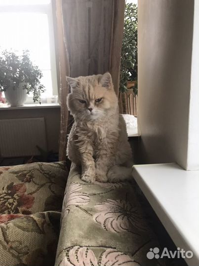 Персидский кот