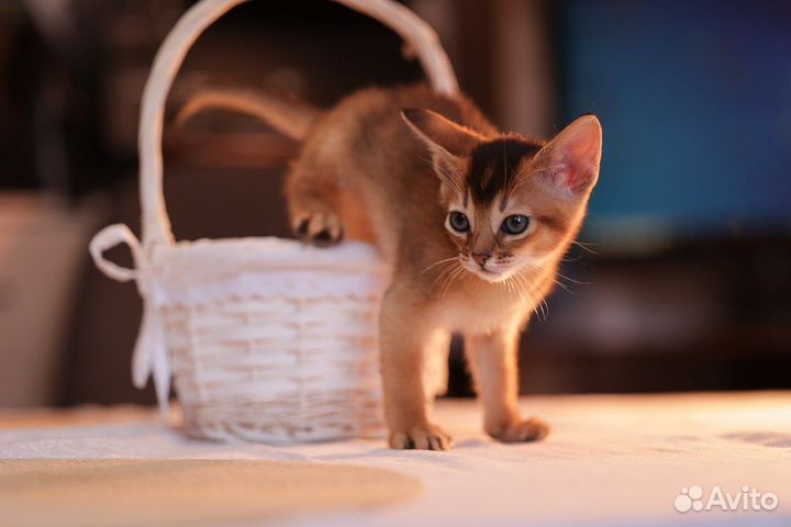 Абиссинские котята