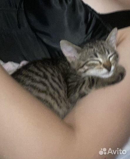 Кошка бесплатно