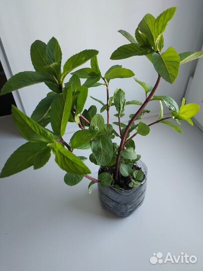 Мята перечная ментоловая многолетняя