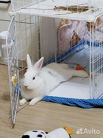 Декоративные кролики