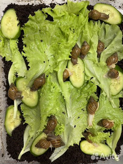 Улитки ахатины