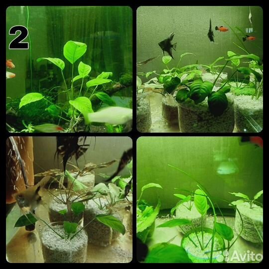 Аквариумные растения. Кринум. Анубиас нана. Мхи