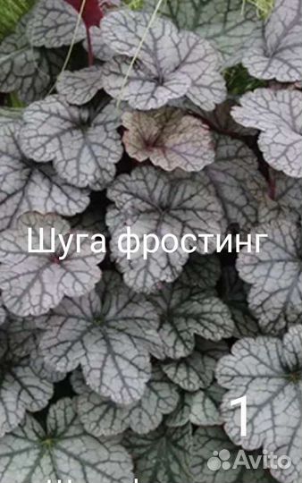 Гейхера набор Серебро 6 сортов