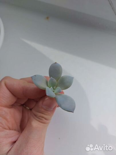 Граптопеталум супербум / суккуленты