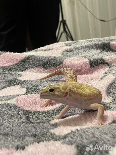 Передержка эублефара