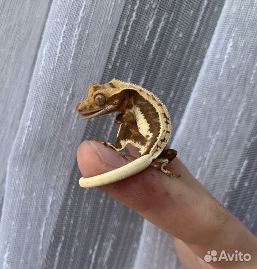 Бананоеды Red Lilly White