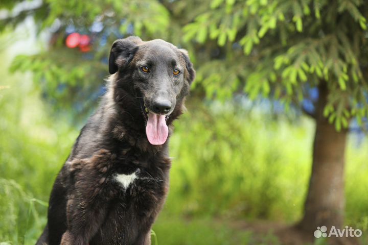 Собака в добрые руки