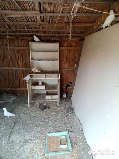 Домашние голуби