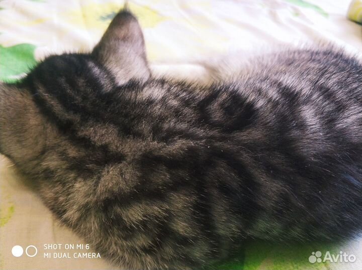 Котята (мама Сфинкс, папа Шотландец) в добрые руки