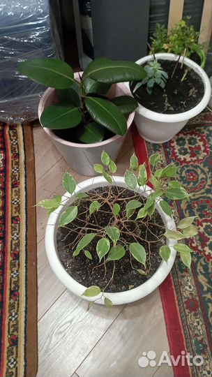 Цветы для дома и офиса