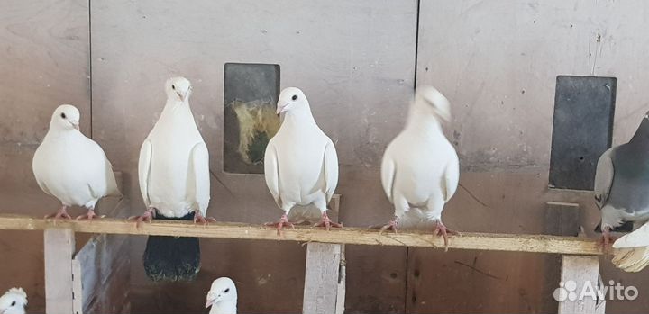 Голуби