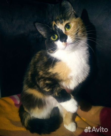 Кошка Милаша