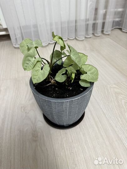 Сигнониум, весь цветок без горшка