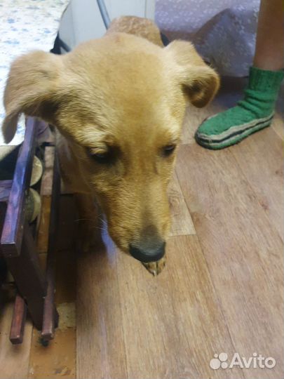 Щенки от маленькой собаки