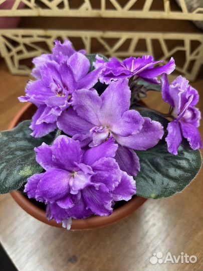 Фиалки листья