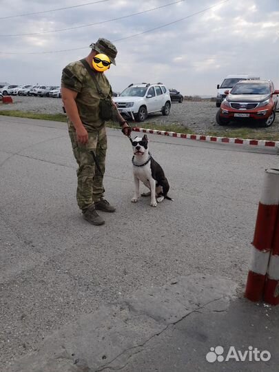 Амстафф вязка