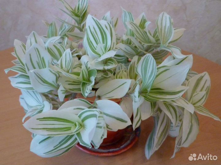 Вьющиеся комнатные растения