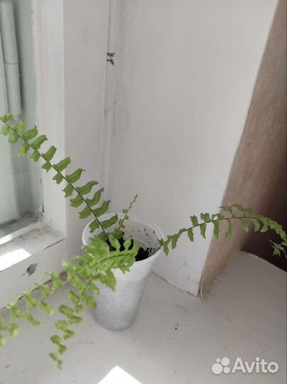 Папоротник