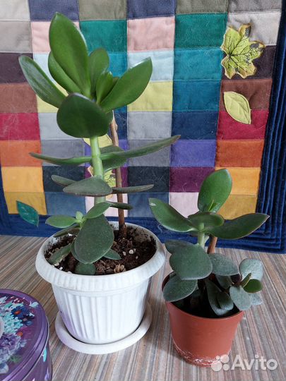 Цветок Толстянка древовидное (денежное дерево)