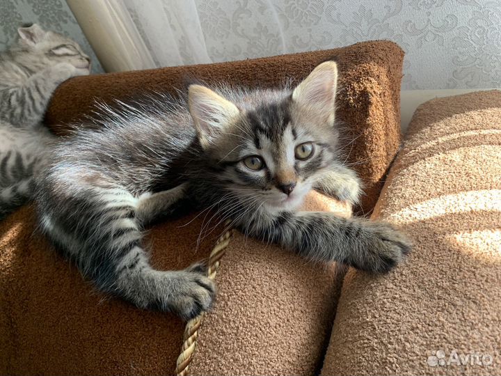Котята в добрые руки бесплатно