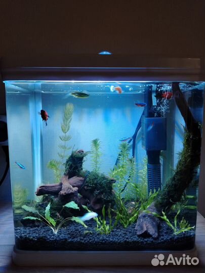 Аквариум с рыбками и оборудованием
