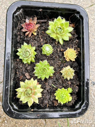 Молодило набор