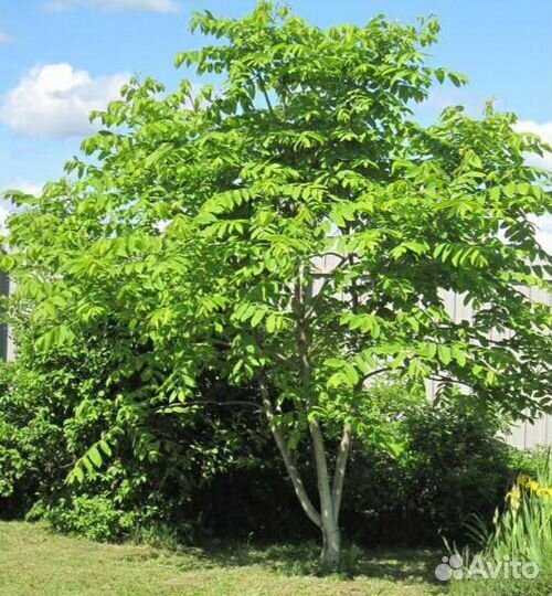 Саженцы Манчжурского ореха 2х-летки (50- 70 см)