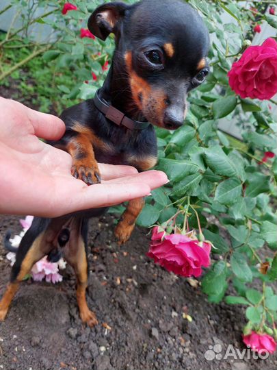 Мини той-терьер вязка