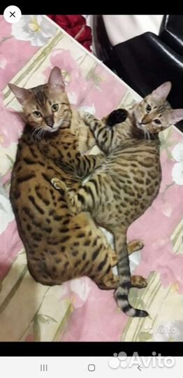 Бенгальские котята