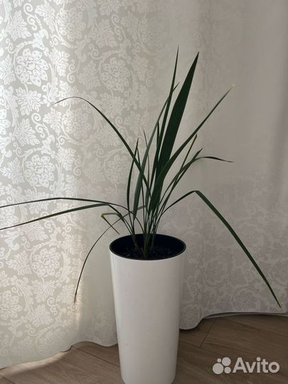 Финиковая пальма