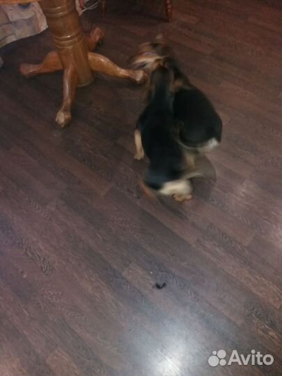Собаки бесплатно в добрые руки щенки таксы