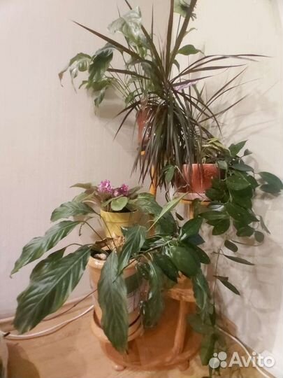 Продаю напольную подставку для цветов