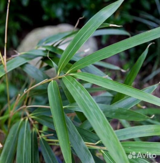 Бамбук чёрный, зелёный, пестролистный, 15 сортов