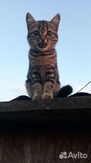Котята помесь с британцем