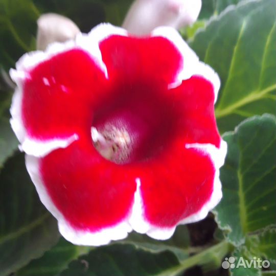 Продам листики глоксинии и пеларгония цветущая
